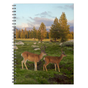 Tuolumne Meadow, Yosemite Notitieboek