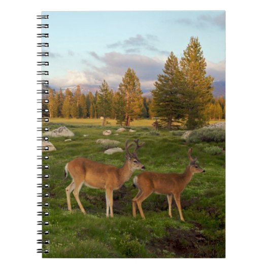 Tuolumne Meadow, Yosemite Notitieboek (Voorkant)