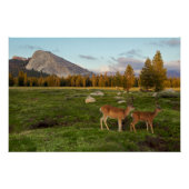 Tuolumne Meadow, Yosemite Poster (Voorkant)