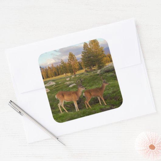 Tuolumne Meadow, Yosemite Vierkante Sticker (Envelop)