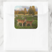 Tuolumne Meadow, Yosemite Vierkante Sticker (Tas)