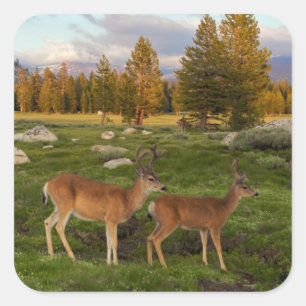 Tuolumne Meadow, Yosemite Vierkante Sticker