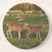 Tuolumne Meadow, Yosemite Zandsteen Onderzetter (Voorkant)