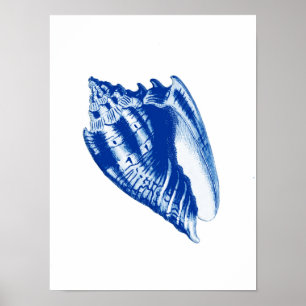 Turban Conch Shell, Indigo Blue en White Poster