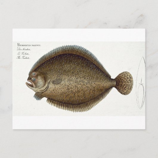 Turbot (Pleuronectes Maximus) bord XLIX uit 'Ich' Briefkaart (Voorkant)
