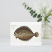 Turbot (Pleuronectes Maximus) bord XLIX uit 'Ich' Briefkaart (Staand voorkant)