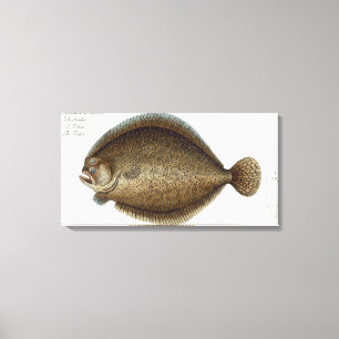 Turbot (Pleuronectes Maximus) bord XLIX uit 'Ich' Canvas Afdruk