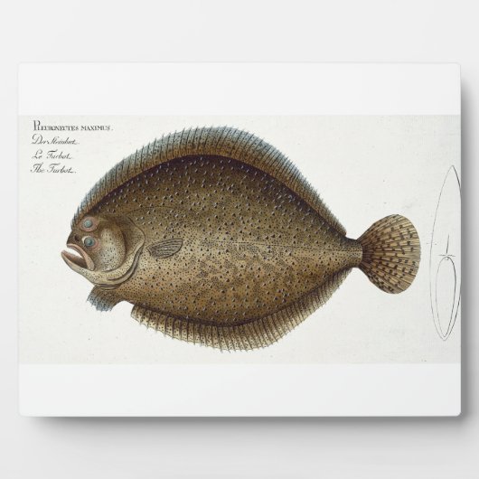 Turbot (Pleuronectes Maximus) bord XLIX uit 'Ich' Fotoplaat (Voorkant)