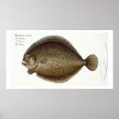 Turbot (Pleuronectes Maximus) bord XLIX uit 'Ich' Poster (Voorkant)