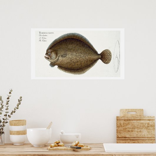 Turbot (Pleuronectes Maximus) bord XLIX uit 'Ich' Poster (Keuken)