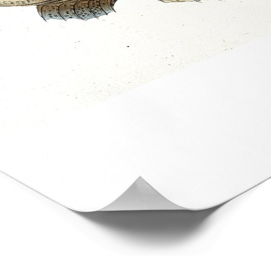 Turbot (Pleuronectes Maximus) bord XLIX uit 'Ich' Poster (Hoek)