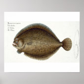 Turbot (Pleuronectes Maximus) bord XLIX uit 'Ich' Poster (Voorkant)