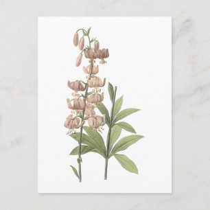 Turk-pet lelie (Lilium martagon) door Redouté Briefkaart
