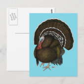 Turkey Bronze Tom Briefkaart (Voorkant / Achterkant)