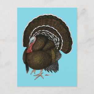 Turkey Bronze Tom Briefkaart