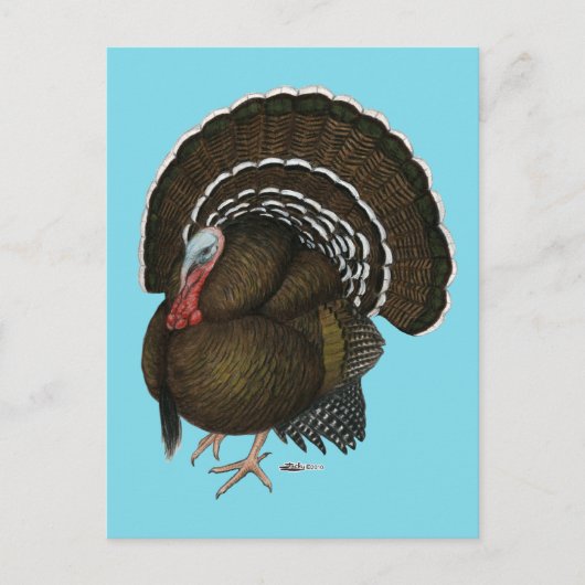 Turkey Bronze Tom Briefkaart (Voorkant)