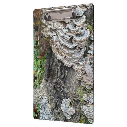 "Turkey Tail Mushrooms" Klembord (Links)