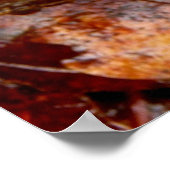 Turkey Tails Fungi Poster (Hoek)