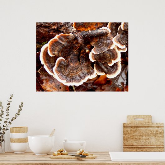 Turkey Tails Fungi Poster (Keuken)