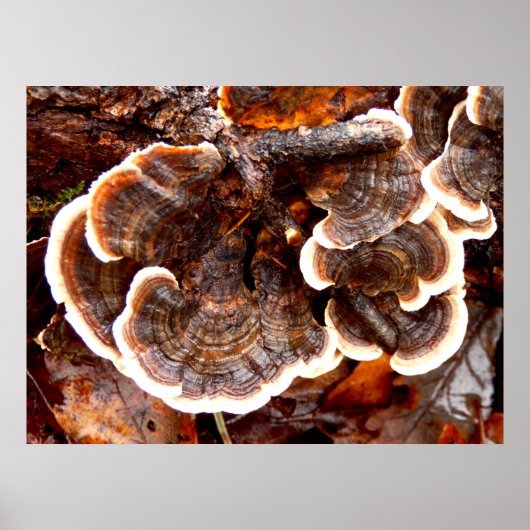 Turkey Tails Fungi Poster (Voorkant)