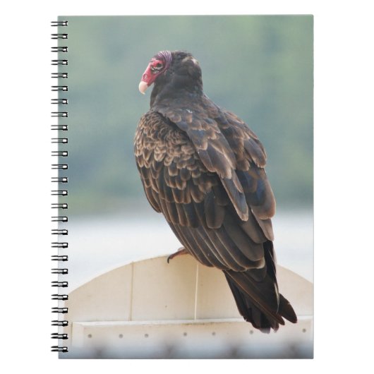 Turkey Vulture Notebook Notitieboek (Voorkant)