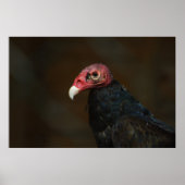 Turkey Vulture Poster (Voorkant)
