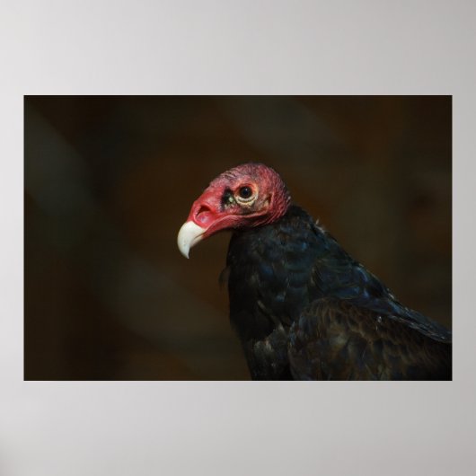 Turkey Vulture Poster (Voorkant)