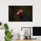 Turkey Vulture Poster (Thuiskantoor)