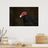 Turkey Vulture Poster (Keuken)