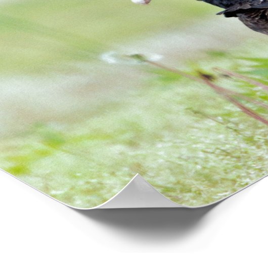 Turkey Vultures Poster (Hoek)