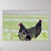 Turkey Vultures Poster (Voorkant)