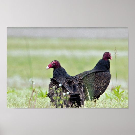 Turkey Vultures Poster (Voorkant)