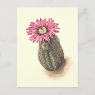 Turkeyhead Cactus Botanische Illustratie Briefkaart