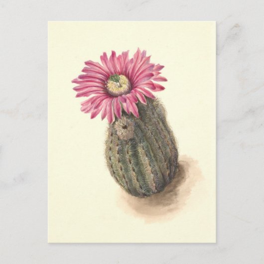 Turkeyhead Cactus Botanische Illustratie Briefkaart (Voorkant)
