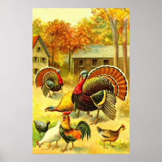 Turkeys and chickens art poster (Voorkant)