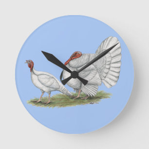 Turkeys White Holland Ronde Klok