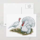 Turkije: Beltsville Small White Briefkaart (Voorkant / Achterkant)