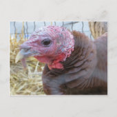 Turkije Briefkaart (Voorkant)