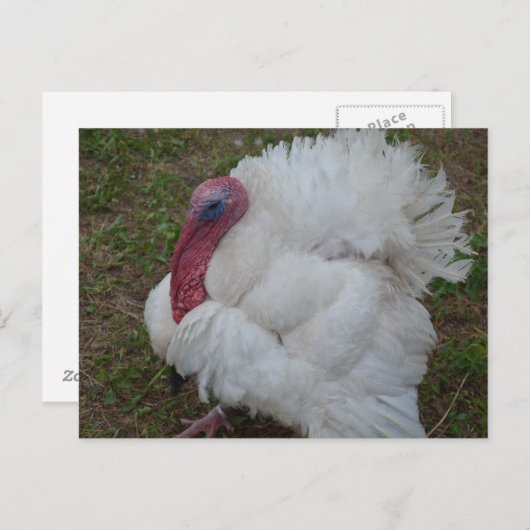 Turkije Briefkaart (Voorkant / Achterkant)