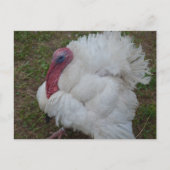 Turkije Briefkaart (Voorkant)