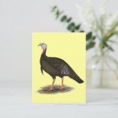 Turkije:  Eastern Wild Tom Briefkaart (Staand voorkant)