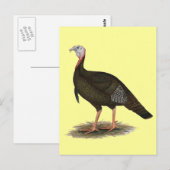 Turkije:  Eastern Wild Tom Briefkaart (Voorkant / Achterkant)