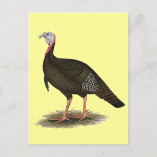 Turkije:  Eastern Wild Tom Briefkaart