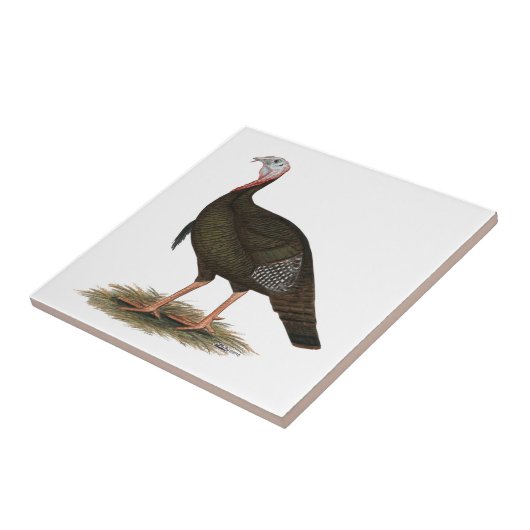 Turkije: Eastern Wild Tom Tegeltje (Zijkant)