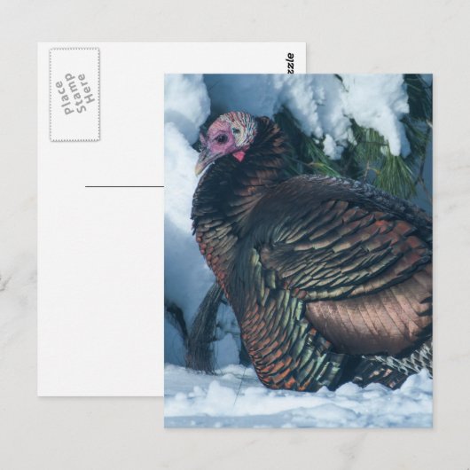 Turkije in het Briefkaart van de winter (Voorkant / Achterkant)