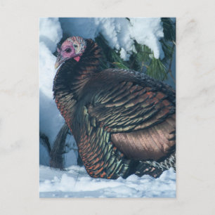 Turkije in het Briefkaart van de winter