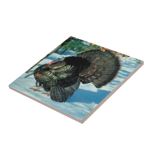 Turkije loopt in de winter van de sneeuwwinter in  tegeltje (Zijkant)