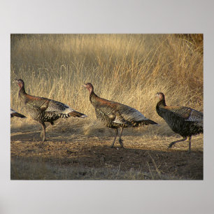 Turkije maart op zonsondergang poster