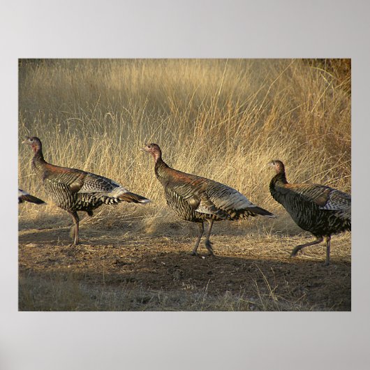 Turkije maart op zonsondergang poster (Voorkant)