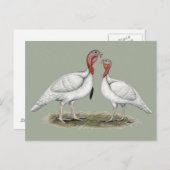 Turkije Mini Whites Briefkaart (Voorkant / Achterkant)